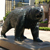 Bruin Bear  